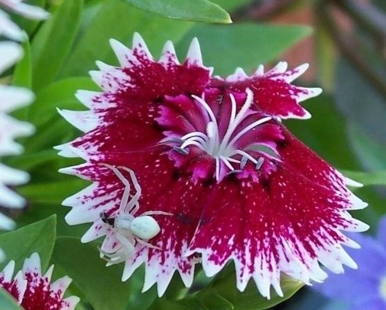 Dianthus, China Pinks Raspberry Parfait