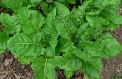 Swiss Chard, Leaf Beet, Perpetual Spinach