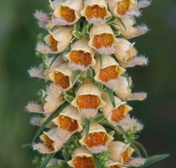 Digitalis, Foxglove, Ladys Glove, Rusty Foxglove Gigantea