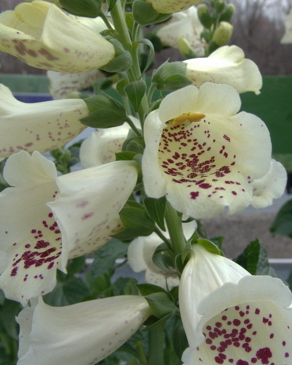 Digitalis, Common Foxglove, Ladys Glove Camelot Cream