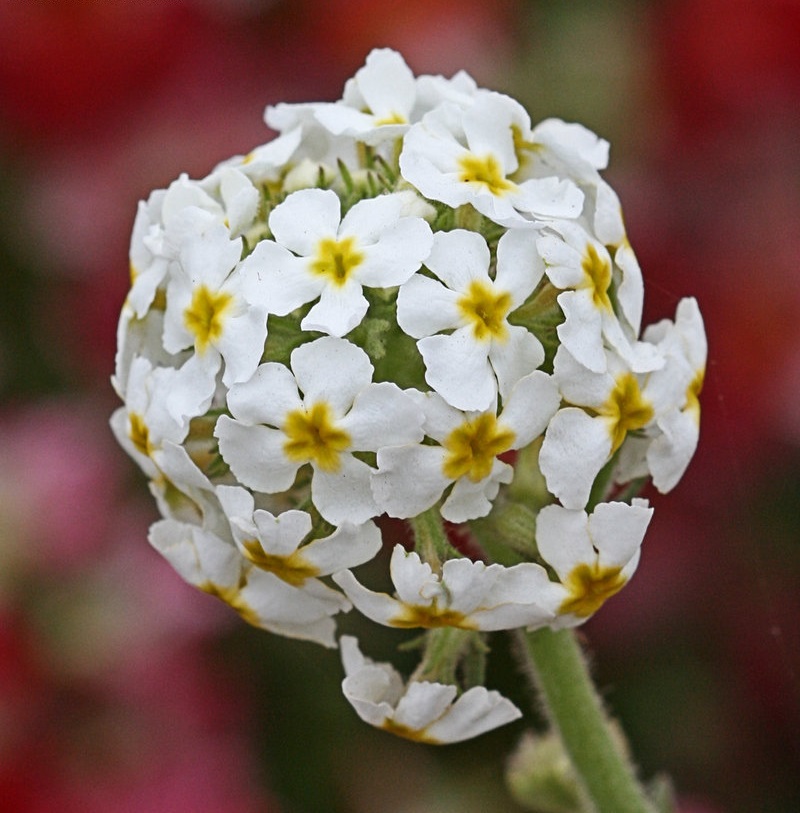 Manulea Species, Woolly Manulea