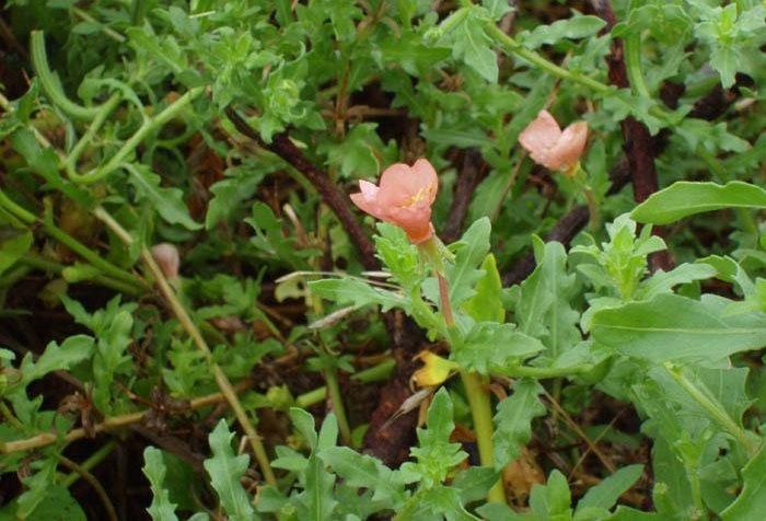 Oenothera Species, Cut-leaved or Cutleaf Evening Primrose