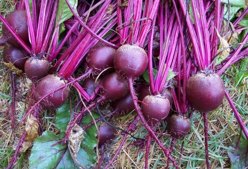 Beet Pacemaker III