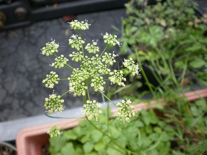 Petroselinum, Antique Parsley Plain