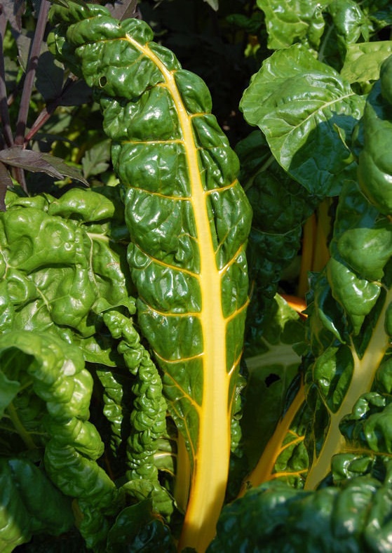 Swiss Chard Canary