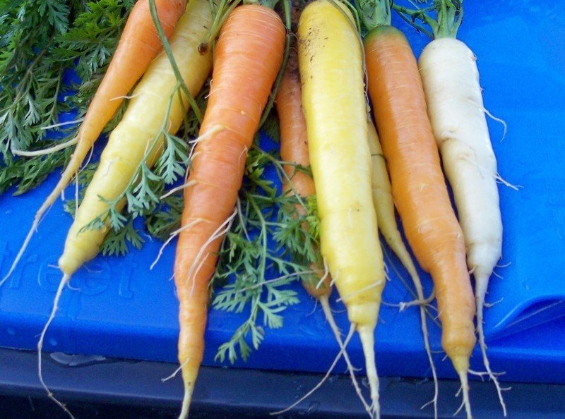 Rainbow Carrot Rainbow