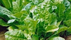 Swiss Chard 'French'