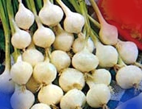 Allium, Garden Onion, Pickling Onion Paris Silverskin