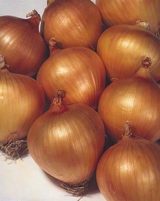 Allium, Garden Onion, Edible Onion Ori