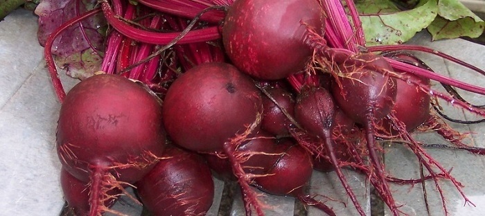 Beet Solist