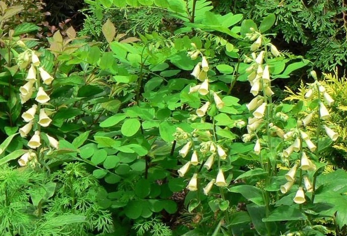 Digitalis, Common Foxglove, Ladys Glove, Yellow Foxglove Carillon