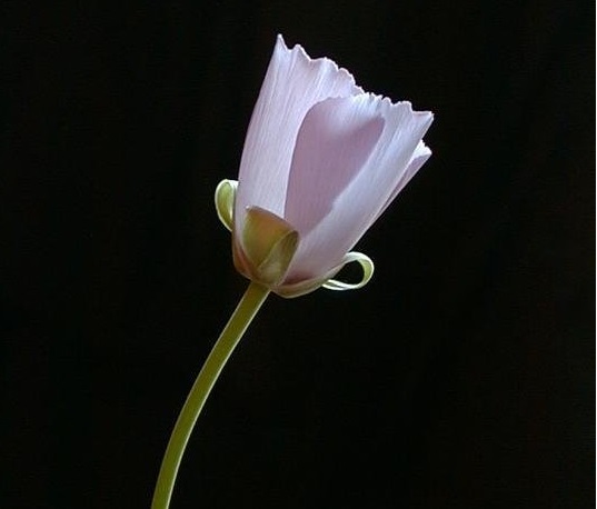 Calochortus Species, Splendid Mariposa