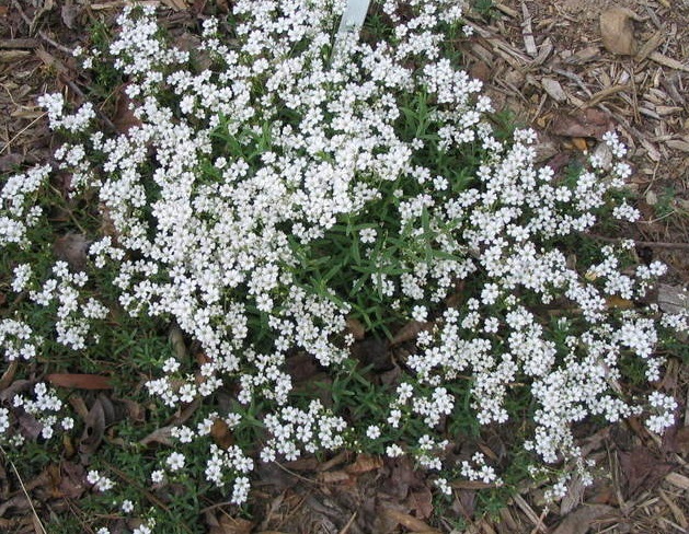 Creeping Babys Breath Alba