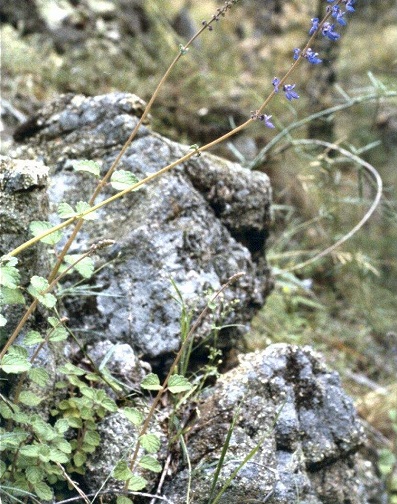 Plectranthus Species, Cockspur Flower, Little Spur Flower