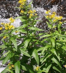 Senecio Species, Arrowleaf Butterweed, Arrowleaf Groundsel, Arrowleaf Ragwort