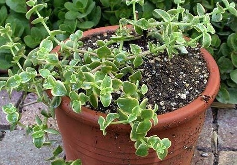 Crassula, Variegated Trailing Jade Plant Comet
