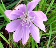 Lygodesmia Species, Flowering Straw, Purple Dandelion, Skeleton Plant, Texas Skeleton Weed