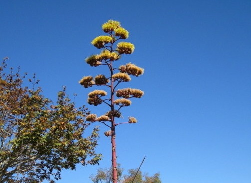 Agave Species, Century Plant, American Aloe, Maguey