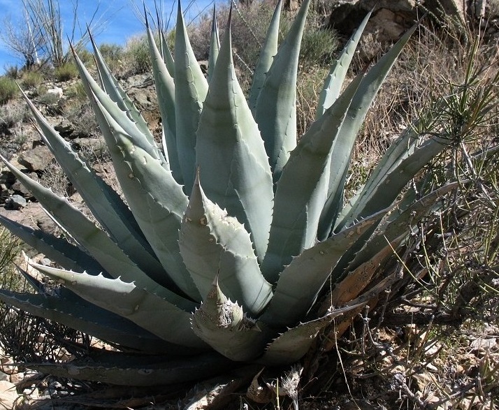 Agave Secies, Desert Agave, Century Plant, Maguey