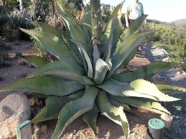 Agave Species, Century Plant, Maguey