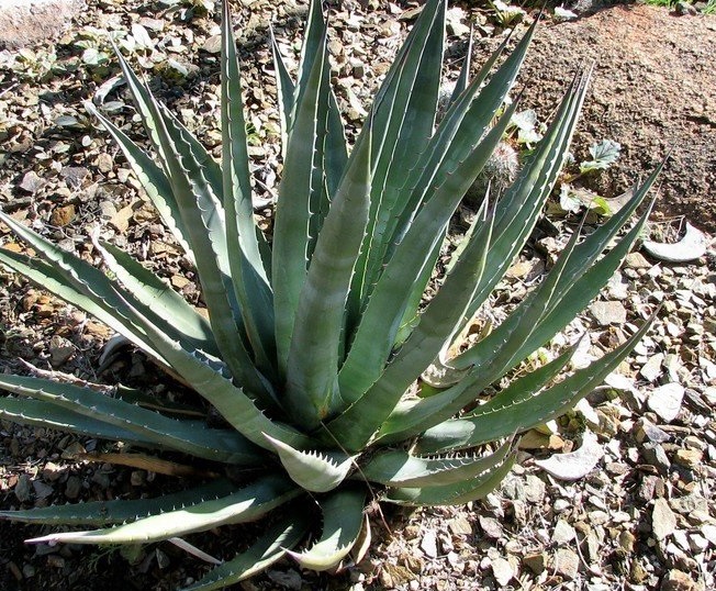 Agave Species, McKelveys Century Plant, Maguey