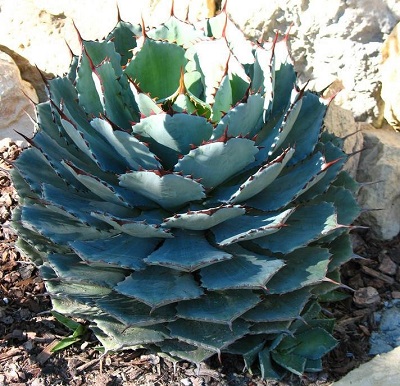 Agave, Butterfly Agave, Century Plant, Maguey Kichiokan
