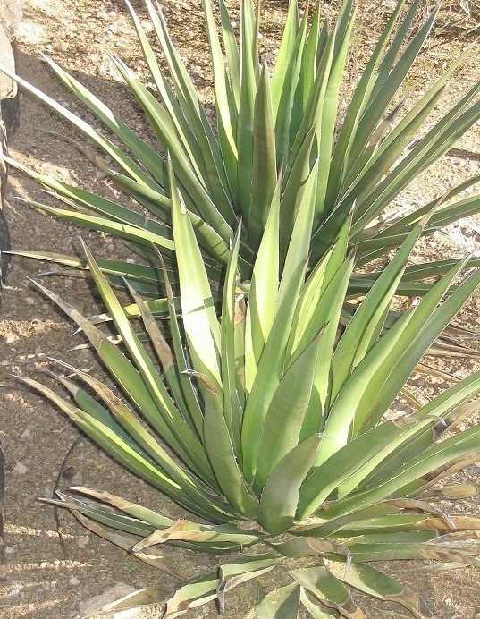 Agave Species, Triangle Agave, Century Plant, Maguey