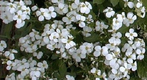 Arabis Species, Alpine Rock Cress, Rockcress