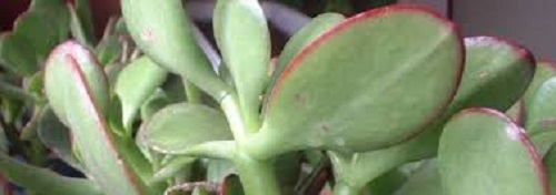 Crassula Species