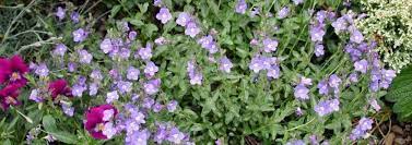 Veronica Species, Alpine Speedwell, Rock Speedwell