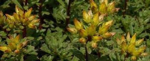 Sedum, Kamschatka Stonecrop, Russian Stonecrop Weihenstephaner Gold