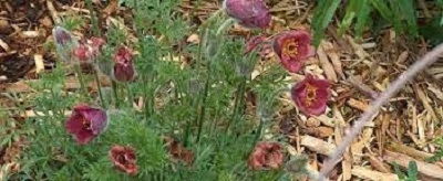 Pulsatilla, Pasque Flower Rubra