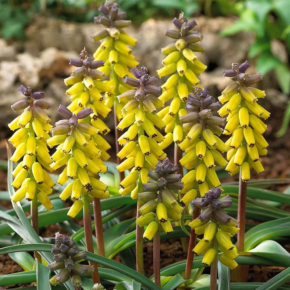 Muscari Species, Yellow Grape Hyacinth