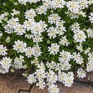 Iberis, Evergreen Candytuft Purity