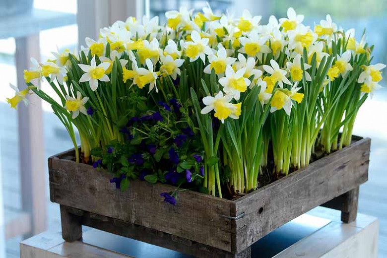 Miniature, Trumpet Daffodil, Trumpet Narcissus Topolino