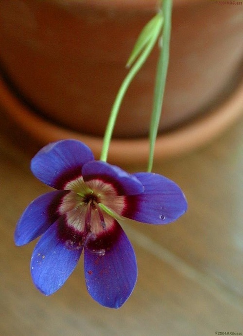 Geissorhiza Species, Satinflower, Wine-Cup