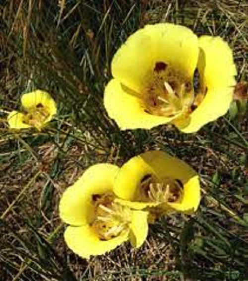 Calochortus Species, Yellow Mariposa Lily