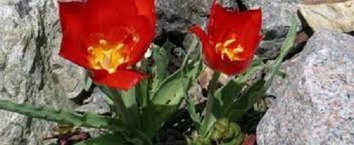 Species Tulip, Botanical Tulip, Vvedenskys Tulip