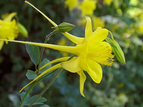 Aquilegia, Golden Columbine Denver Gold