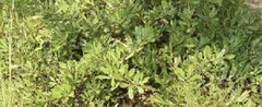 Western Sand Cherry, Sandcherry, Bessey Cherry, Rocky Mountain Cherry, Hansen's Bush Cherry 'Pawnee Buttes'