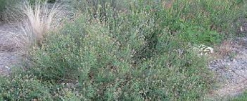 Black Dalea, Black Prairie Clover