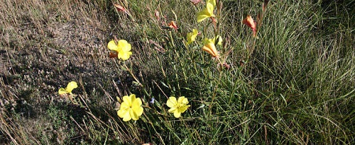 Oenothera Species, Evening Primrose