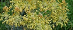 Allium, Fragrant Yellow Allium, Small Yellow Onion