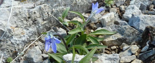Campanula Species, Arctic Bellflower, Arctic Harebell