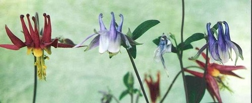 Aquilegia Species, Smallflower Columbine