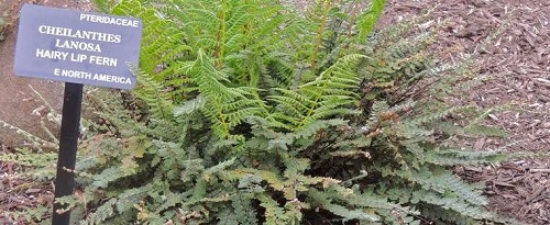 Myriopteris Species, Hairy Lipfern