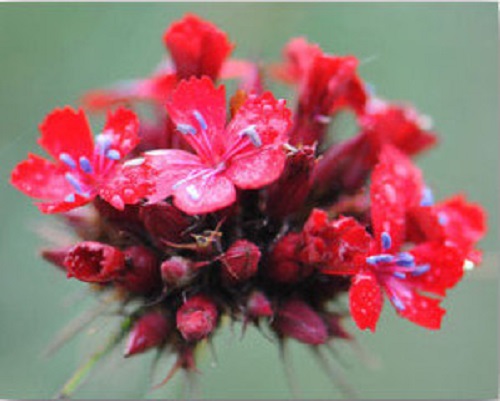 Dianthus Species, Wild Pinks