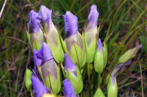 Gentianopsis Species, Fringed Gentian, Windmill Fringed Gentian