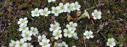 Pincushion Plant, Lapland Diapensia, fjellpryd