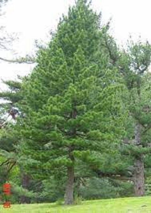 Swiss Stone Pine, Arolla Pine